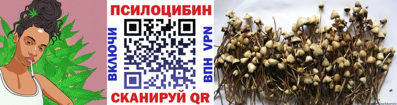 Купить  Выкса  Псилоцибиновые грибы Psilocybe 